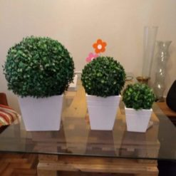 Buxus